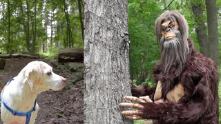 Dog Meets Bigfoot สุนัขตลก Maymo Potpie & Penny vs Bigfoot Prank