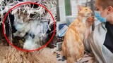 Injured Stray Cat and Helped a Woman will Mend Your Broken Heart -  Homeless Cat Transformation