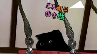 How can such a timid black cat be so cute!