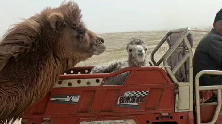 The little camel is more effective than a halter.