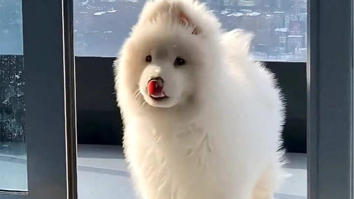 الجاذبية لا تطعم الخبز، لكن سا شياو يه تفعل!