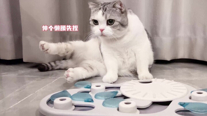 Chú mèo nhỏ vừa xinh đẹp lại cực kỳ thông minh