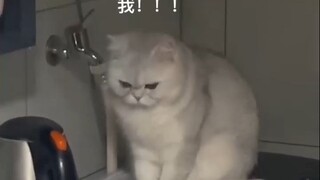 此时真的懂了为什么大部分人都会养一只小猫