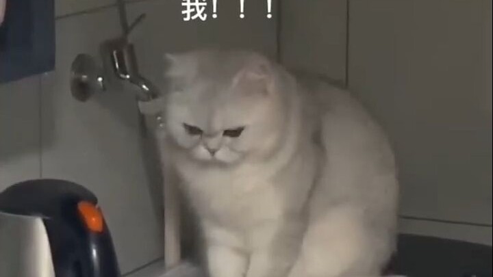 此时真的懂了为什么大部分人都会养一只小猫