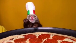 雪貂大厨最拿手料理，从0开始做意式披萨！