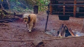 这只聪明的狗狗很有责任心