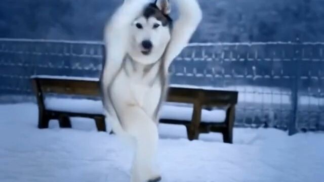 Dog dancing #funny#viral