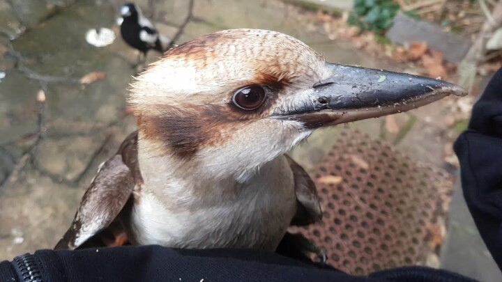 Overly Enthusiastic Wild Rufous-necked Laughingthrush