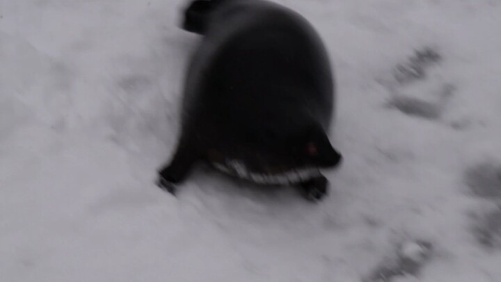 Chú hải cẩu nhỏ: Tôi mập quá rồi!