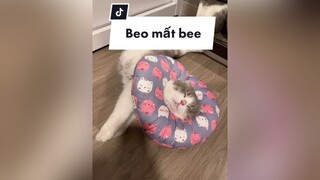 Tôi mất bee rồi mng ạ 🥲 mèo cat VaccineSo
