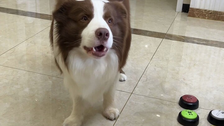 Yuzai: I'm just hairy, not fat!