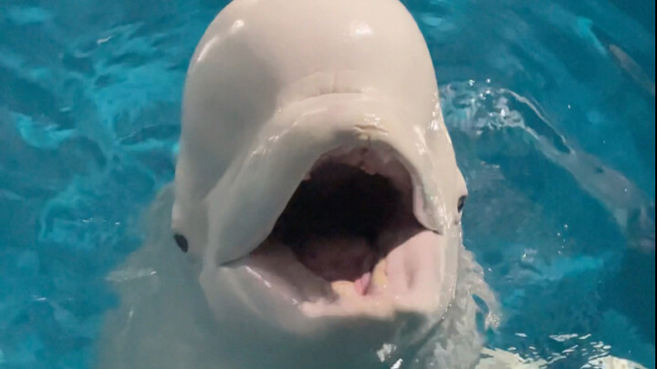 Even Big White Is Jumping in to Answer!