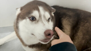 Husky: I haven’t been beaten for three days, my skin is so itchy!
