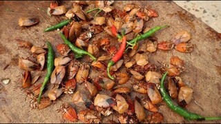 ĂN BỌ XÍT SỐNG • MÓN ĂN CÙNG ĐẲNG CẤP VỚI CÁ NHẢY TÂY BẮC | Hoa Ban Tây Bắc