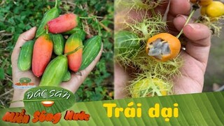 TRÁI DẠI QUÊ NHÀ - Hỏi ai còn nhớ? | Đặc sản miền sông nước