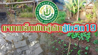 ม.แม่โจ้ | แจกเล็ดพันธุ์ผัก | สู้โควิด19 |