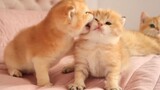 [Hewan]Interaksi indah dua kucing oranye