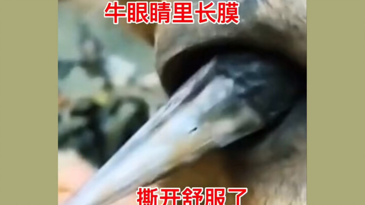 牛眼睛里长膜，撕开舒服多了