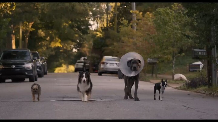 Strays watch full movies:link in description