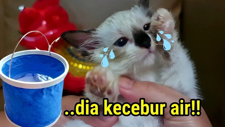 Bayi kucing Imut Si MOCHI Kecebur Air di Ember!! - Bermain Barongsai Mini😭 Kucing Hanum