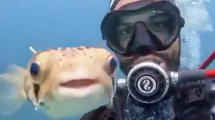 （萌物）海底的小可爱们❤️