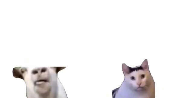 meme