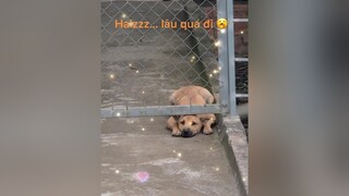 🐕 chờ mẹ đi chợ về. Cái mặt chờ đợi thật là đáng ghét quá 😚😚 chó_cưng petcung