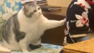 Kucing: Bu, apakah kamu sudah tidak mencintaiku lagi? Aku sudah tiga menit belum makan.