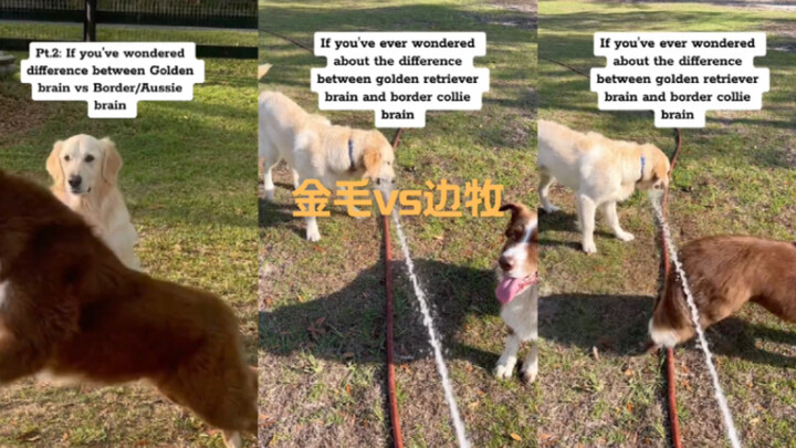 ถ้าคุณอยากรู้ว่าโกลเด้นกับเบอร์นีสเมาน์เทนด็อกต่างกันยังไง 🤣🤣