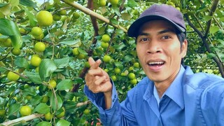 TÁO ÔNG NGOẠI CHẤM MUỐI ỚT CÁT
