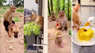 Funny animals video/try not to laugh best compilation Voice over Reaction