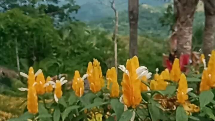 sirao garden cebu Philippines #