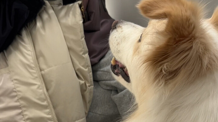 Sangat berani nih si kecil Bella, akhirnya hari ini dia sudah boleh pulang dari rumah sakit!