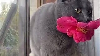 A strange cat often brought camellia flowers to this family and eventually became a member of the fa