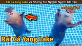 Rái Cá Yang Lake và những trò Nghịch Ngợm Bất Tận khiến người xem mê mẩn || Review Giải Trí Đời Sống