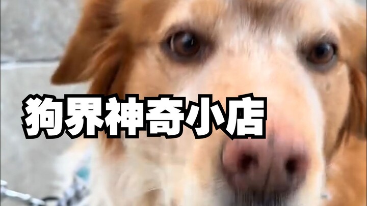 Setiap anjing yang lewat bisa mendapatkan satu biskuit kecil lho~