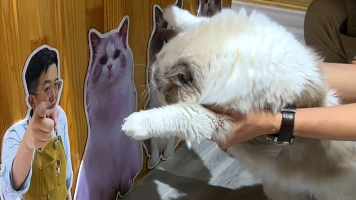 Di hutan yang luas, apa saja jenis kucing ada.