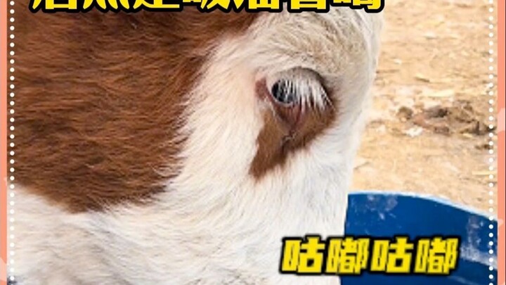 So this is how cows drink water.