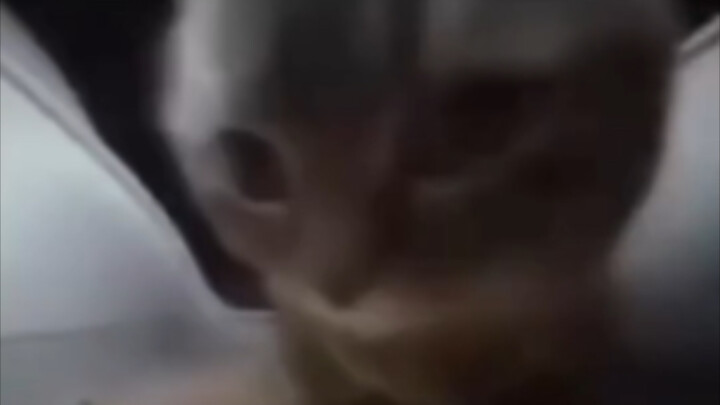 Mỗi ngày một lần, tiểu não sẽ biến mất.