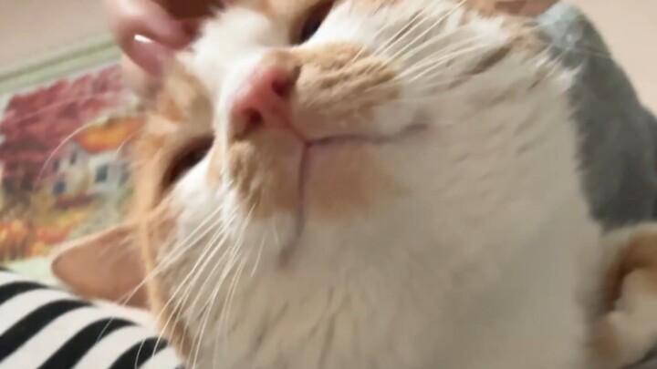 Do you know how blatant a kitten’s love can be? Nah, forget it—people without cats would never get i