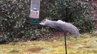Squirrel: I thought it was a restaurant, but it turned out to be a disco.
