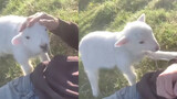 The lamb enjoying man scratching its back