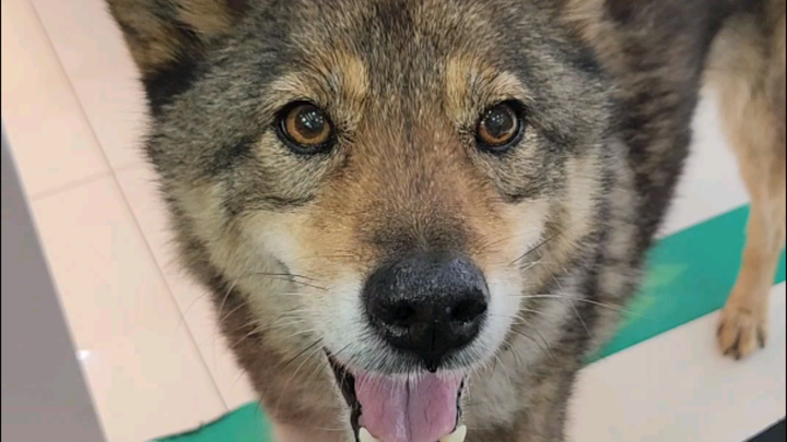 มีหมาป่าตัวหนึ่งวิ่งเข้ามาในห้องบริการแล้วก็จากไปอีกแล้ว