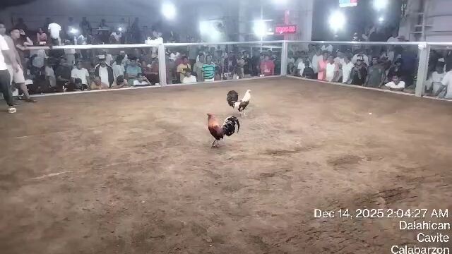 Another buyers update‼️3hits🔥Champion 2nd fight Meron side win👑