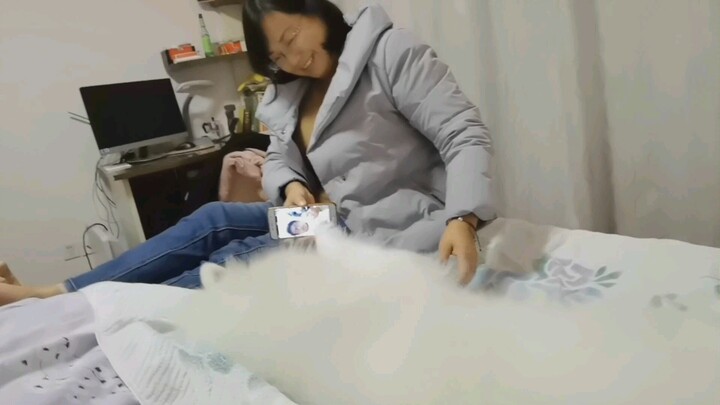 Chú chó Samoyed nhớ anh trai đang đi học xa, xem video rồi nghe giọng anh, thật ngoan biết bao