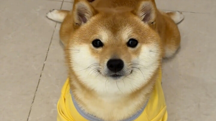 5 jenis anjing yang menggemaskan saat kecil dan super ganteng saat dewasa, penampilan mereka benar‑b