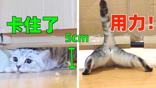 猫咪钻缝究竟能压的多扁？要多扁有多扁毕竟是液体！