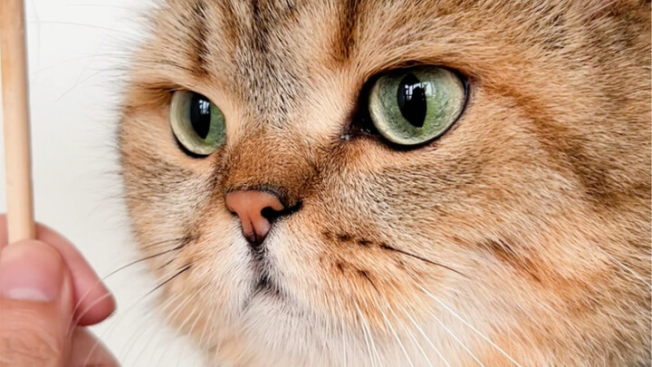 Hahahaha, mulai sekarang aku nggak berani lagi melihat kucing yang berdandan…