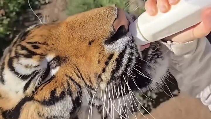 แมวใหญ่? ลูกแมวไซซ์จัมโบ้!