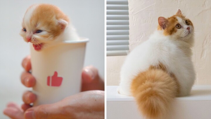 แมวน้ำชานมโตเป็นถังแก๊สไปแล้ว~